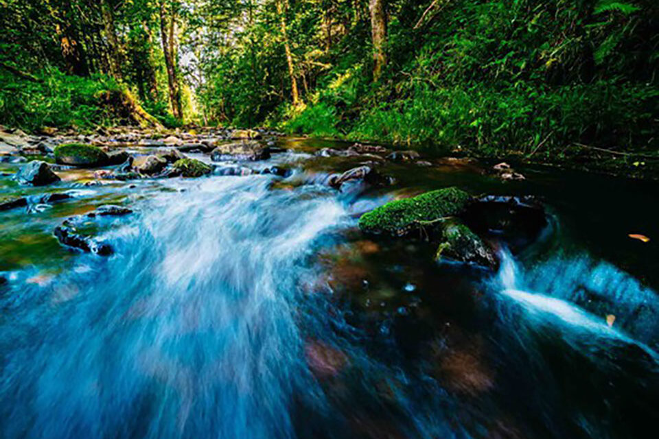 grundwassermanagement_forstwirtschaft